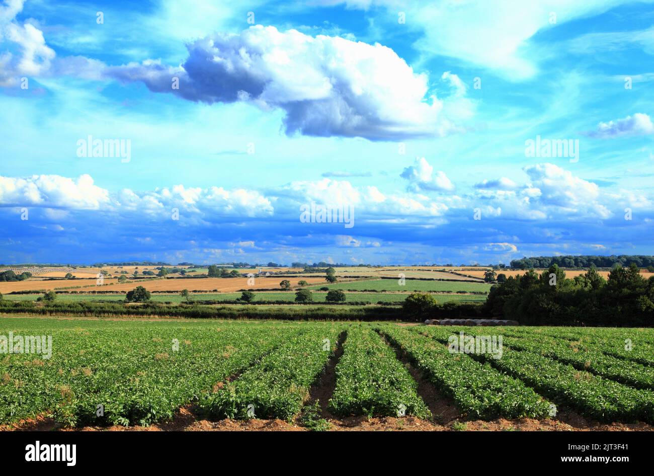 Paysage agricole, agriculture, cultures, chaume, NW Norfolk, Angleterre, Royaume-Uni 2 Banque D'Images