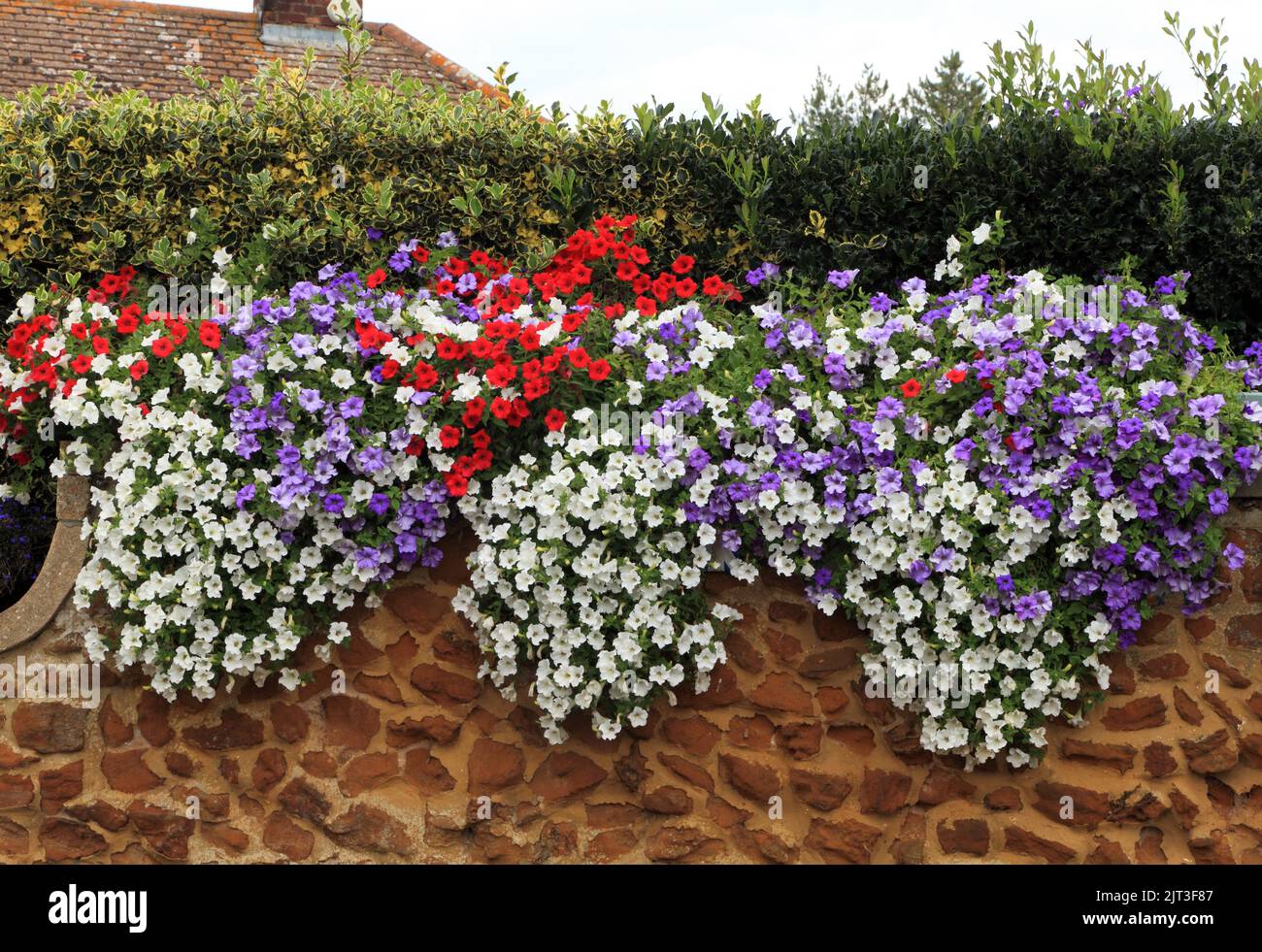 Pétunia, pétunias, rouge, bleu, blanc, Mur en pierre à carne suspendu, mur de jardin avant, Norfolk, Angleterre, Royaume-Uni Banque D'Images