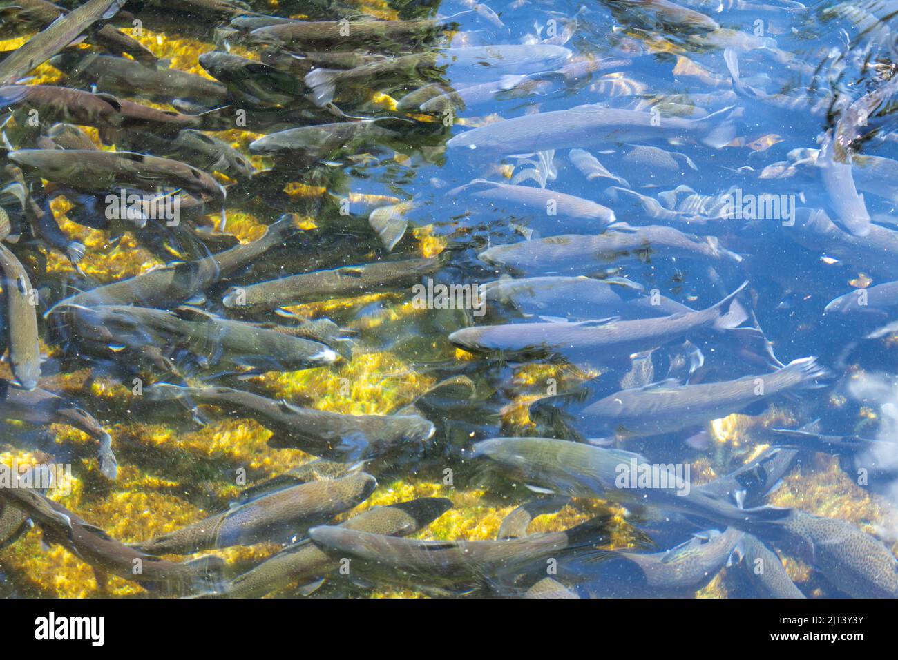 Nombreuses truites dans une écloserie. Animaux à manger en captivité. Banque D'Images