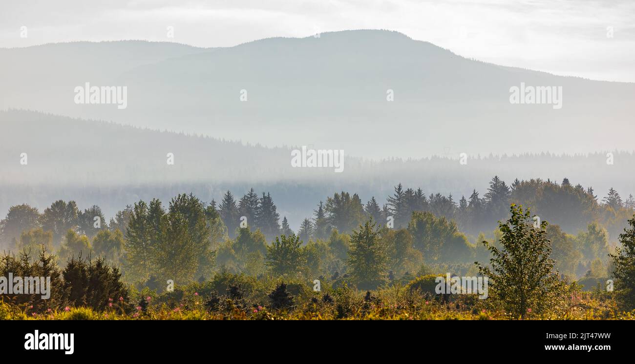 Magnifique paysage de couche de montagne dans le soleil du matin et le brouillard à la Colombie-Britannique Canada. Forêt mystérieuse avec pins et montagnes. Téléphone de voyage Banque D'Images