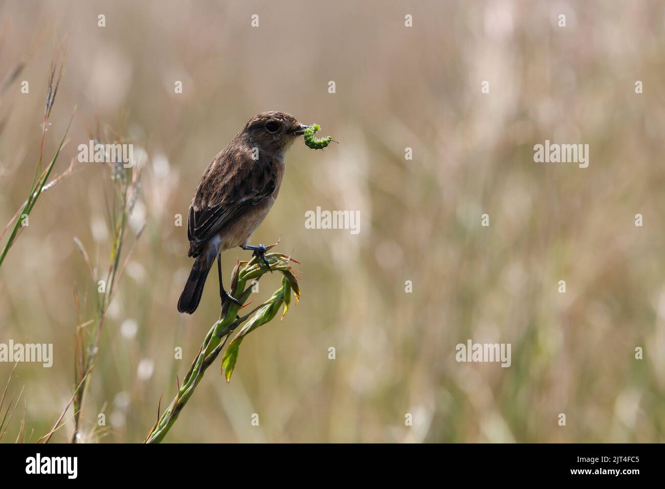 Oiseau femelle de Stonechat sur l'herbe avec de la chenille (Saxicola torquata) Banque D'Images