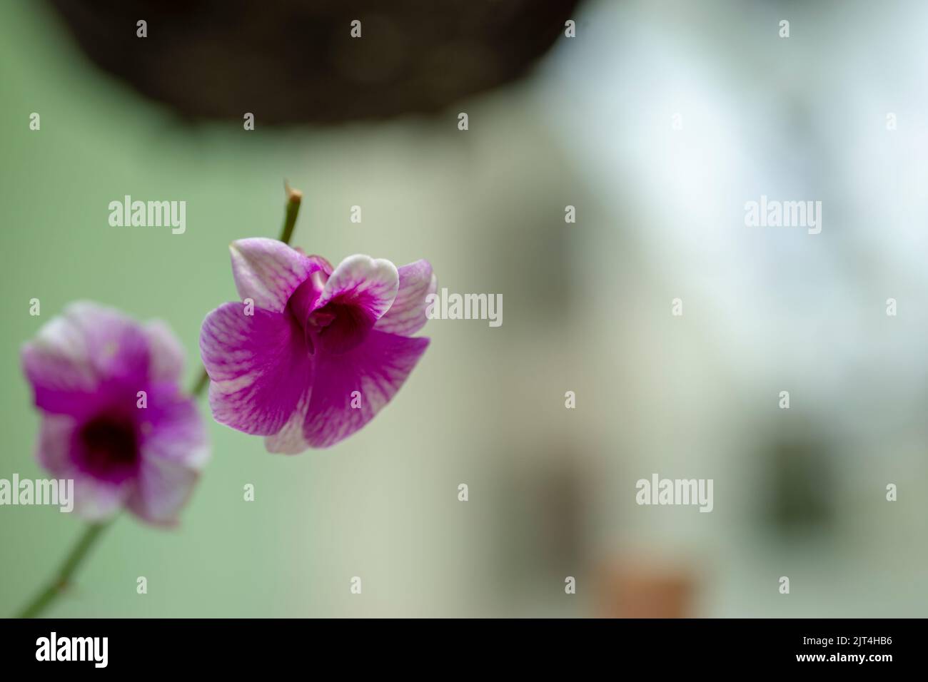 Les orchidées pourpres sont des orchidées typiques des tropiques, qui peuvent être trouvées n'importe où dans les terres ou les jardins des agriculteurs. Banque D'Images