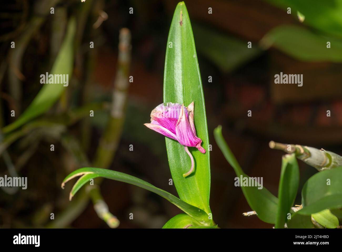 Lot De 100 Photographies Anciennes Originales - Vintages, Noir & Blanc Et Sépia, Sujets Variés