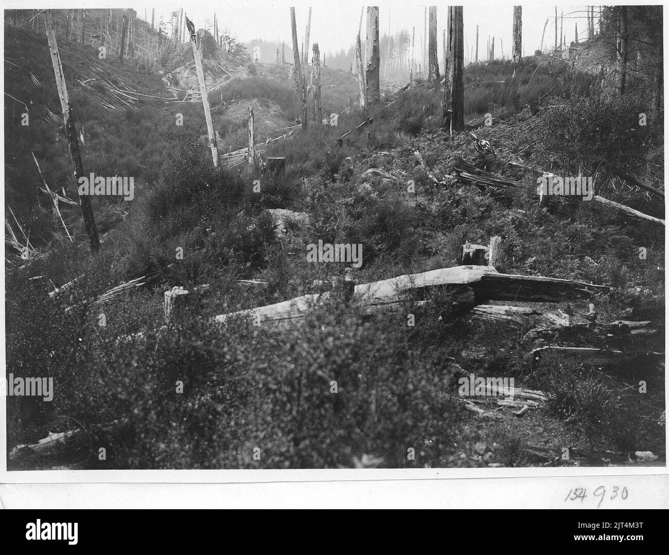 Typique de la région de la rivière Sixes, sud-ouest de l'Oregon, forêt de Siskiyou, 1920. Banque D'Images