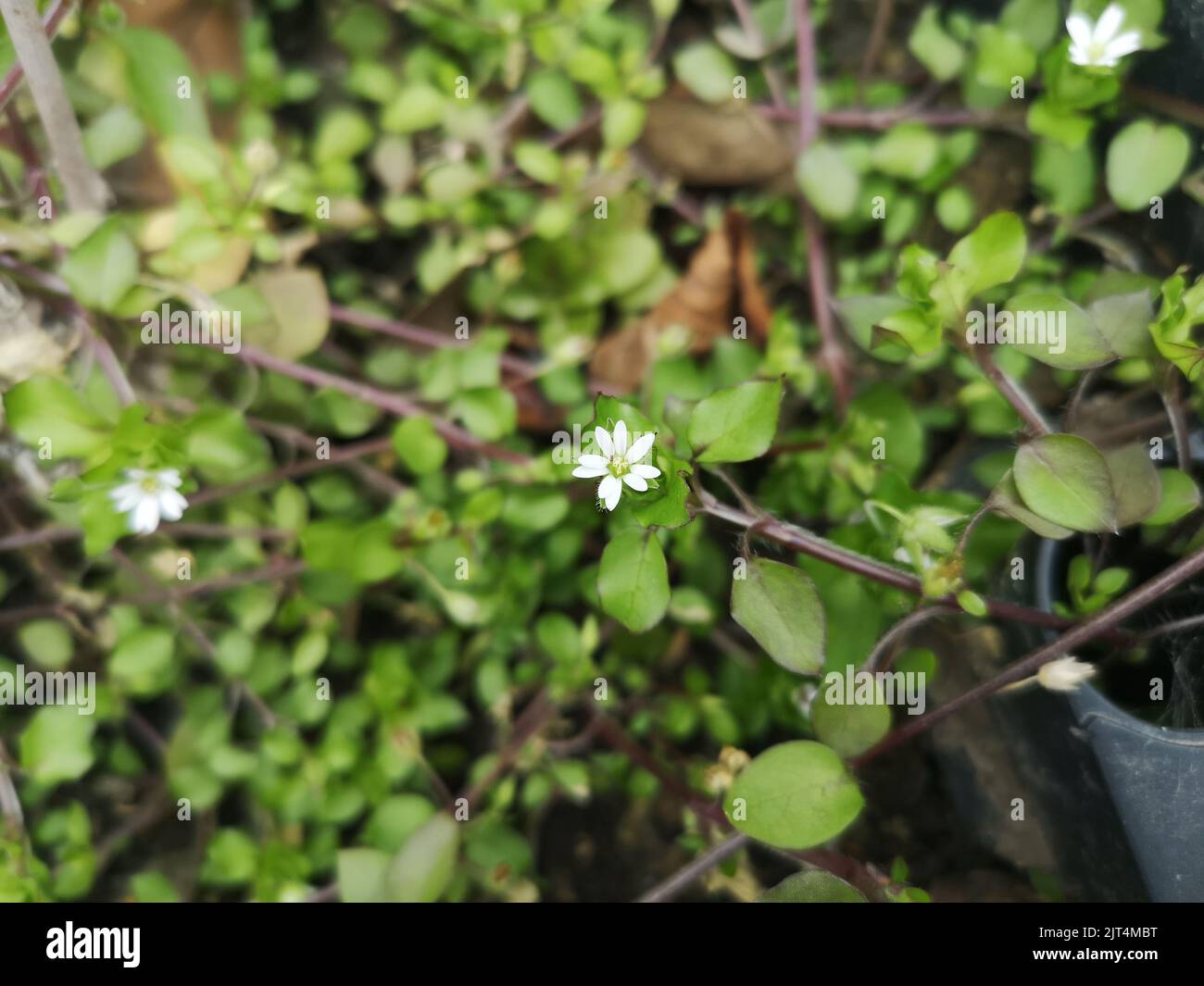 Une petite fleur de chickweed qui pousse dans les feuilles Banque D'Images