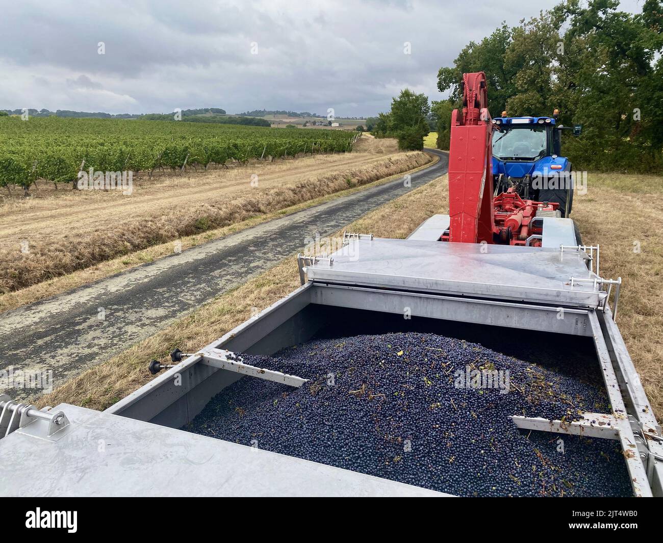 vendanges mécanisée récolte de raisins en France Banque D'Images
