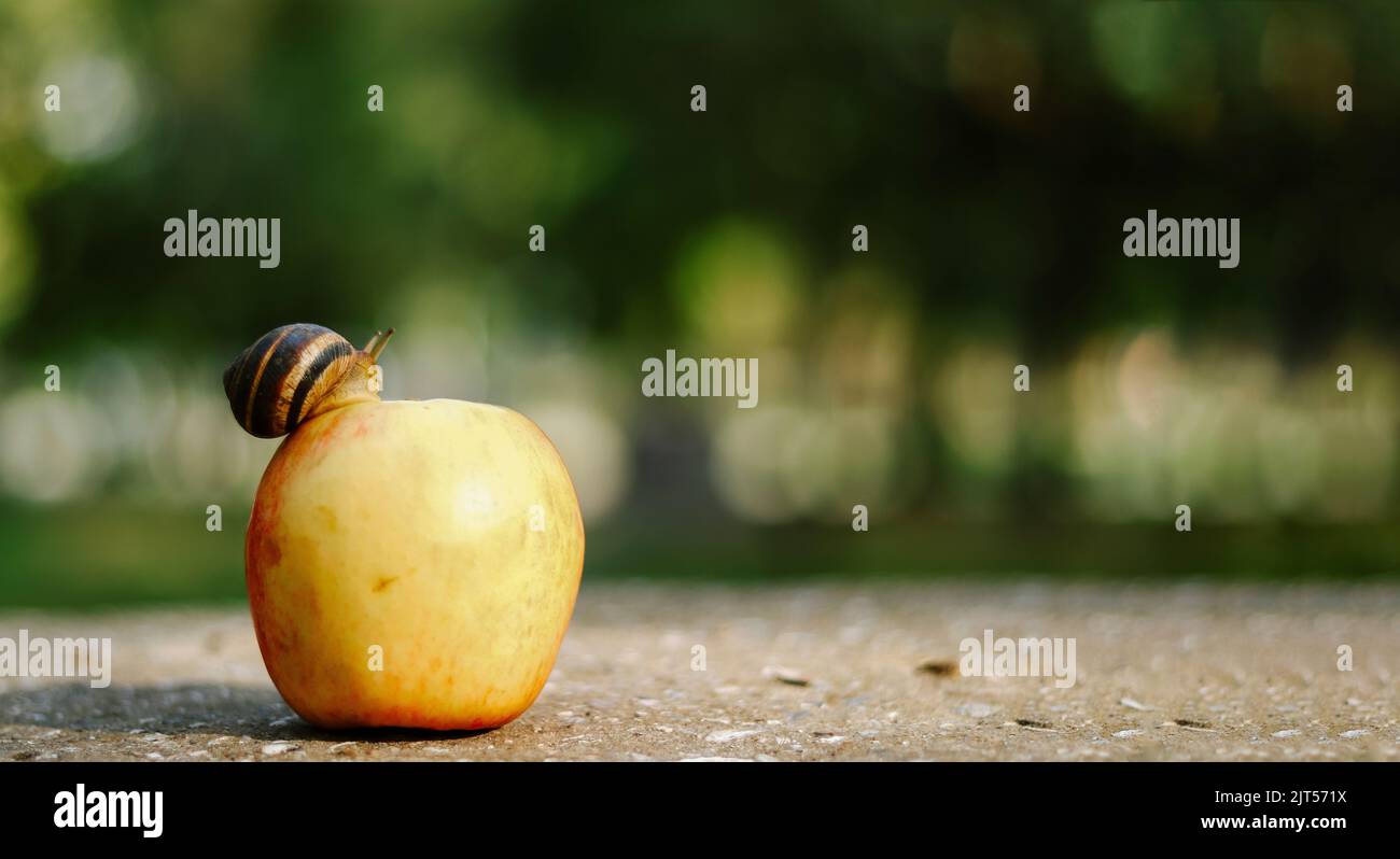 Escargot sur une pomme, fond de nature. Une nature merveilleuse. Banque D'Images