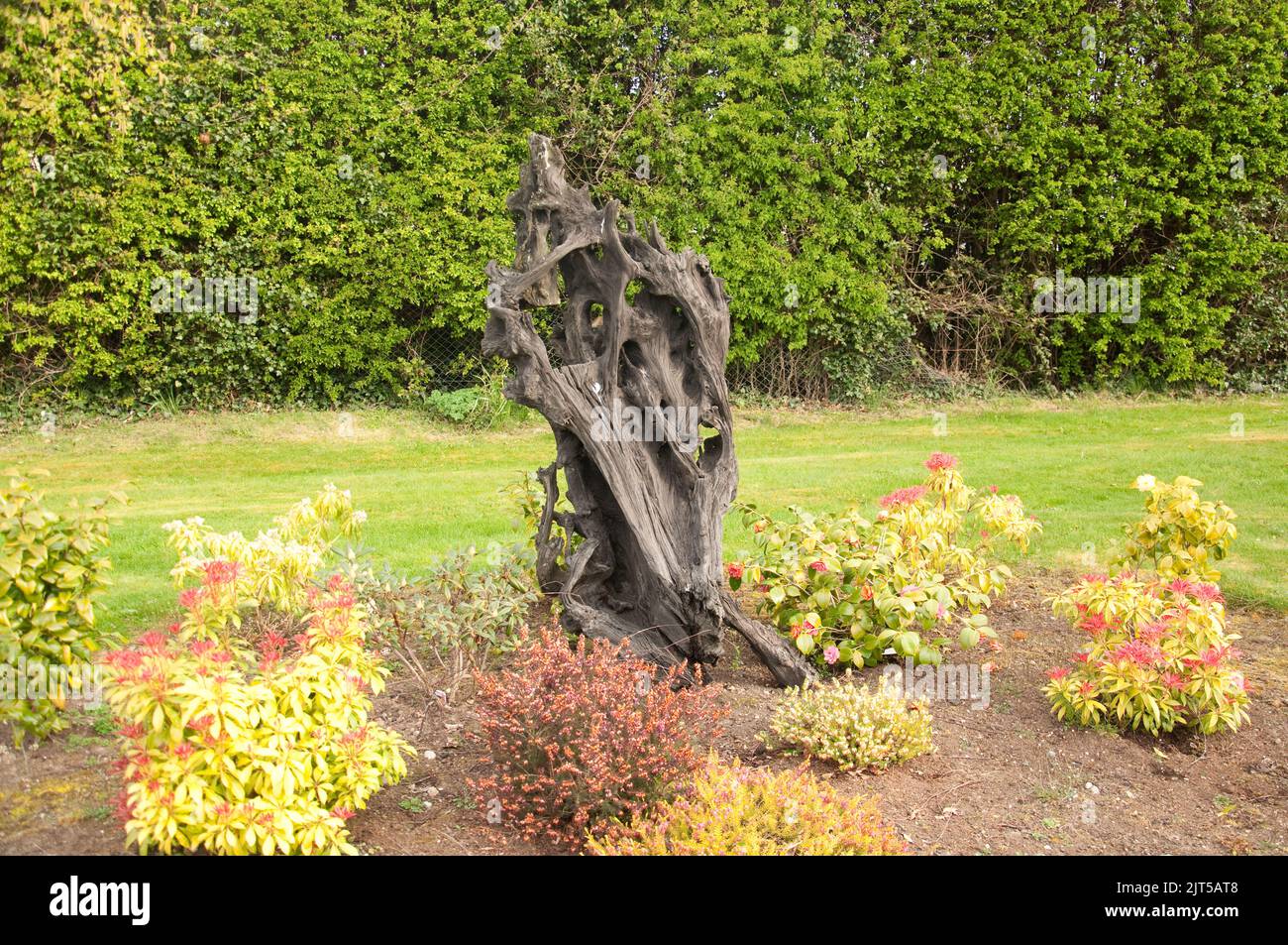 Chêne de tourbière, Ballinasloe, Co Galway, Eire, Irlande. Le chêne de tourbière se compose de racines de chêne-arbre qui ont été enterrées dans des tourbières depuis des milliers d'années, Banque D'Images