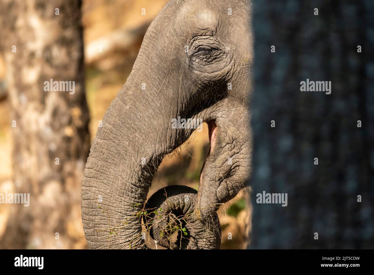 Éléphant d'asie sauvage ou jeune tueur ou Elepha maximus indicus avec de l'herbe dans son tronc dans la zone dhikala de la forêt du parc national jim corbett uttarakhand Banque D'Images