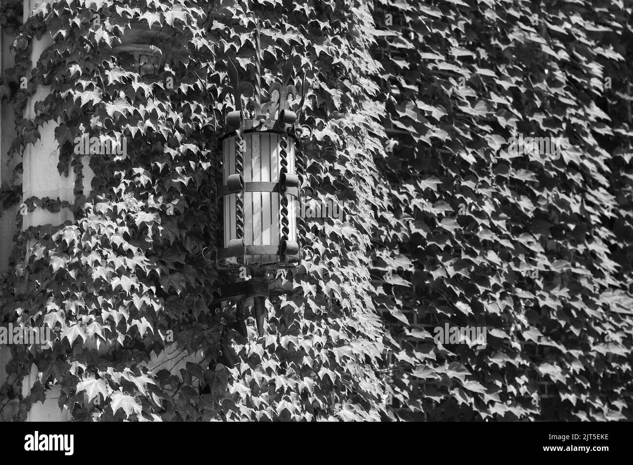 Lanterne en fonte sophistiquée et ornée sur un mur couvert de lierre dans un monochrome noir et blanc. Banque D'Images