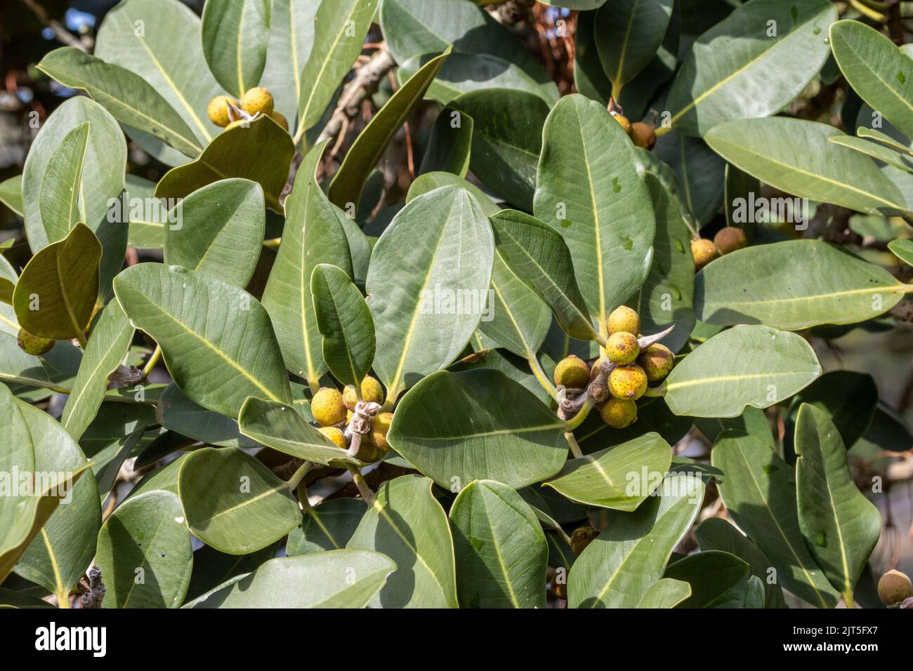 Feuilles et fruits de l'arbre de figuiers de Port Jackson Banque D'Images