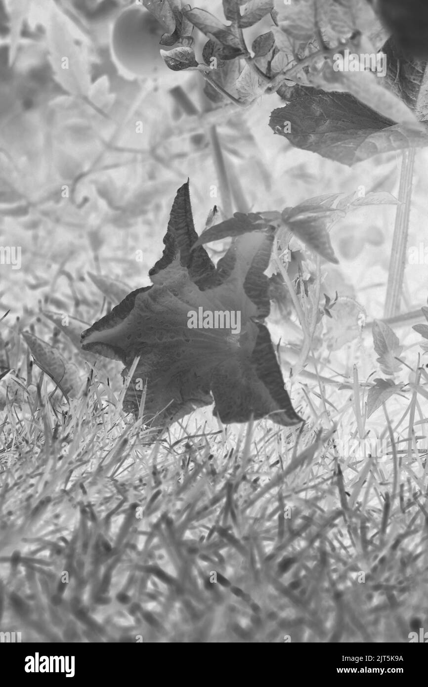 Énorme fleur de citrouille simple poussant dans le jardin ensoleillé de cuisine dans un négatif noir et blanc de film monochrome. Banque D'Images