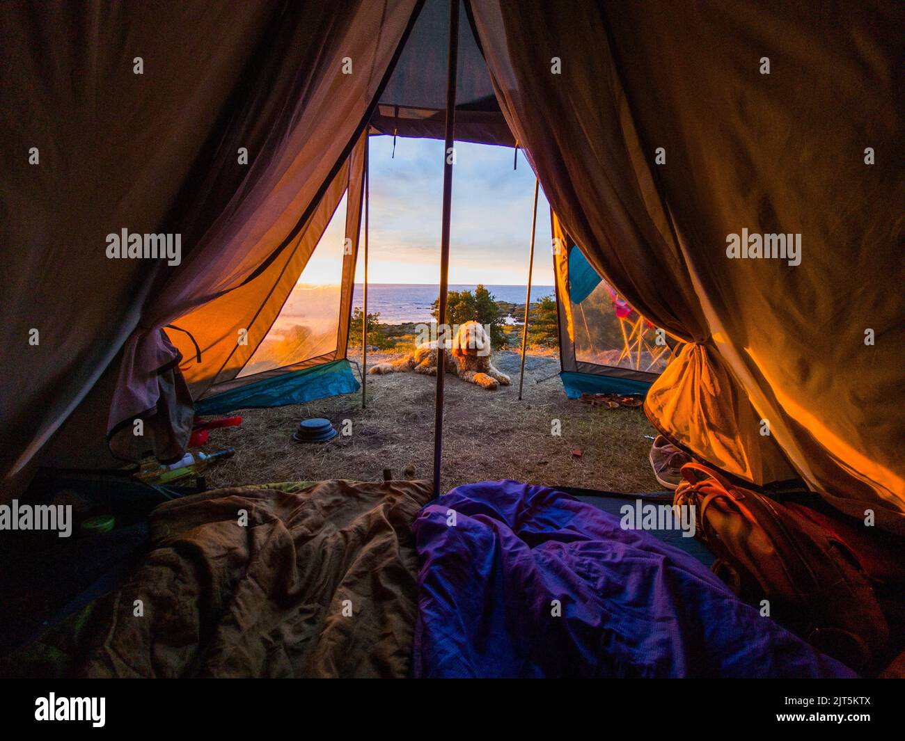 camping avec chien sur la côte de bornholm, danemark Banque D'Images