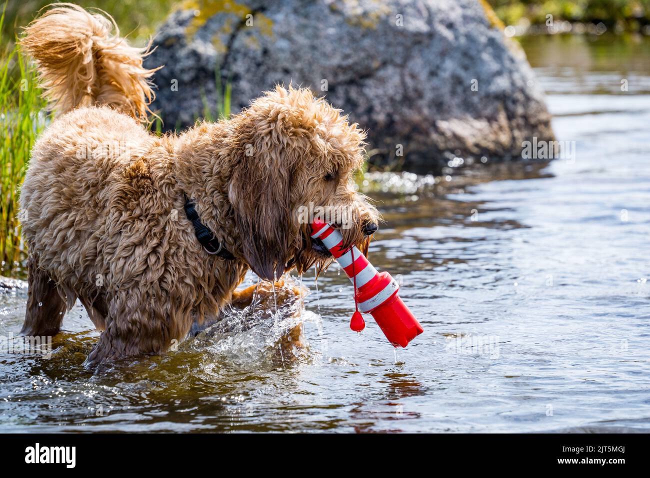chien jouant chercher dans l'eau avec le jouet Banque D'Images
