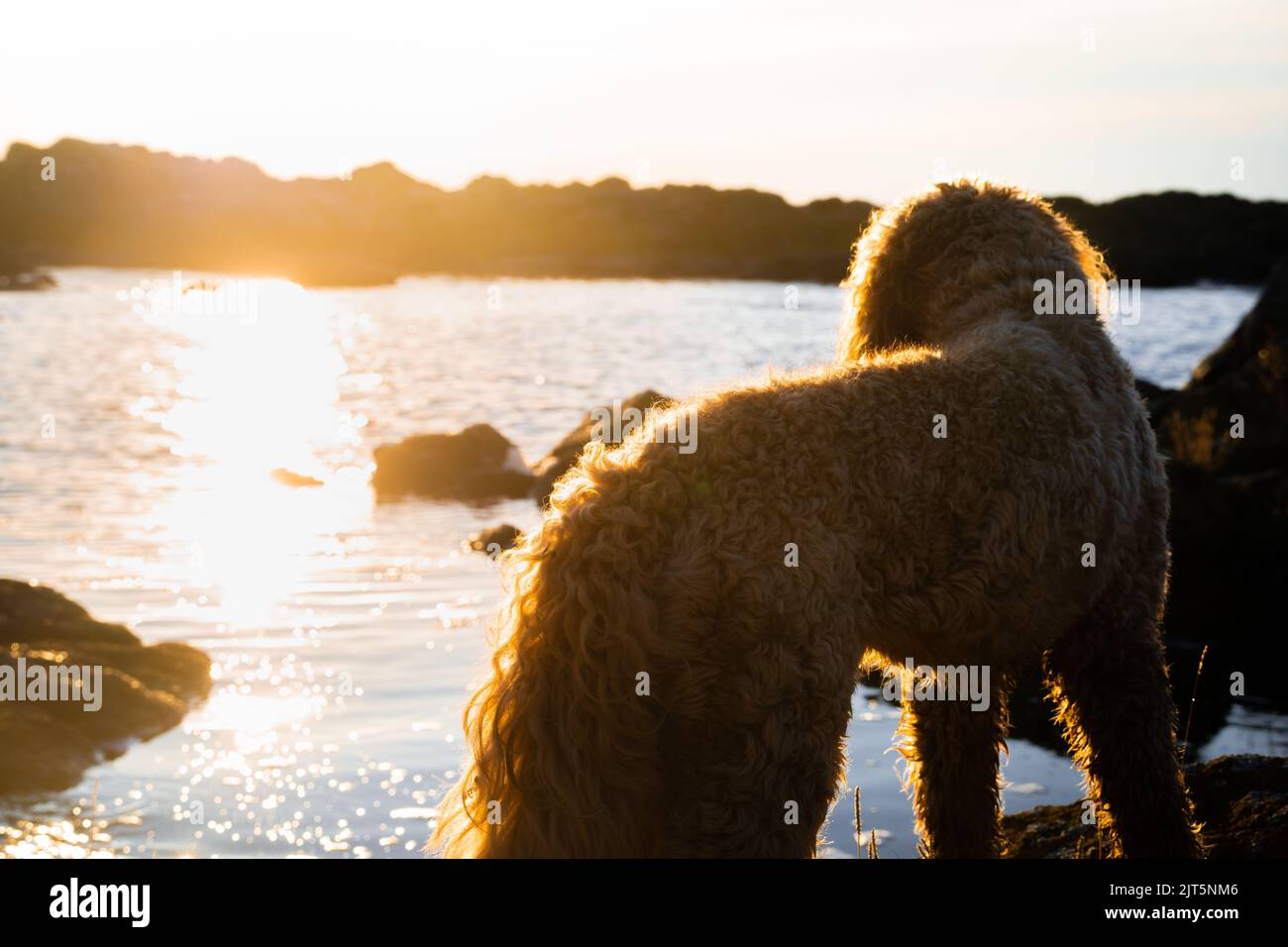 golden doodle dog appréciant le coucher du soleil sur la côte de la mer Banque D'Images