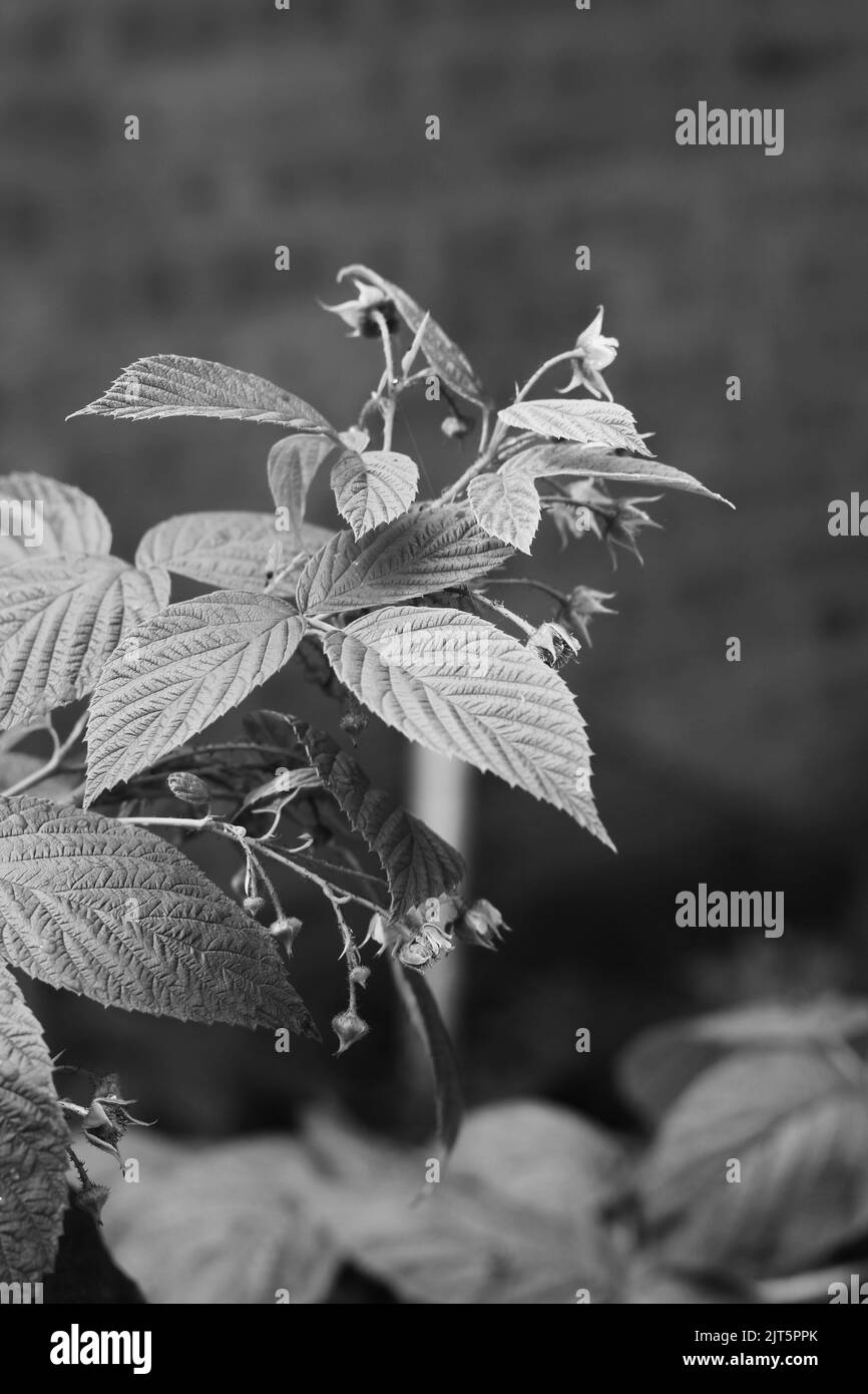 Plantes de framboises à feuilles d'été croissant dans le jardin ensoleillé de la cuisine d'été dans un noir et blanc monochrome. Banque D'Images