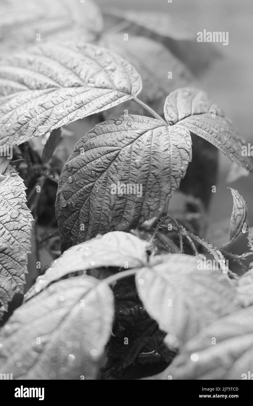 Plantes de framboises à feuilles d'été croissant dans le jardin ensoleillé de la cuisine d'été dans un noir et blanc monochrome. Banque D'Images