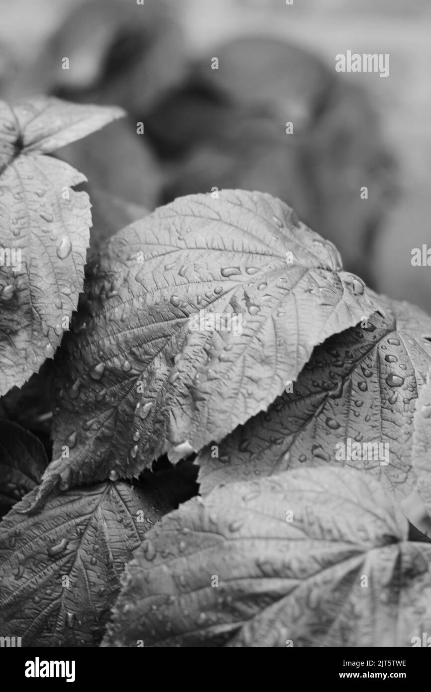 Plantes de framboises à feuilles d'été croissant dans le jardin ensoleillé de la cuisine d'été dans un noir et blanc monochrome. Banque D'Images