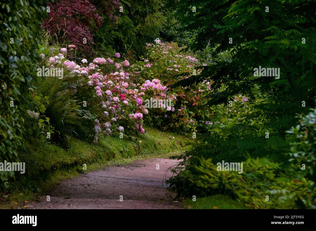 Hortensia rose, arbres à feuilles persistantes et fougères aux jardins de Powerscourt dans le comté de Wicklow, Irlande. Banque D'Images