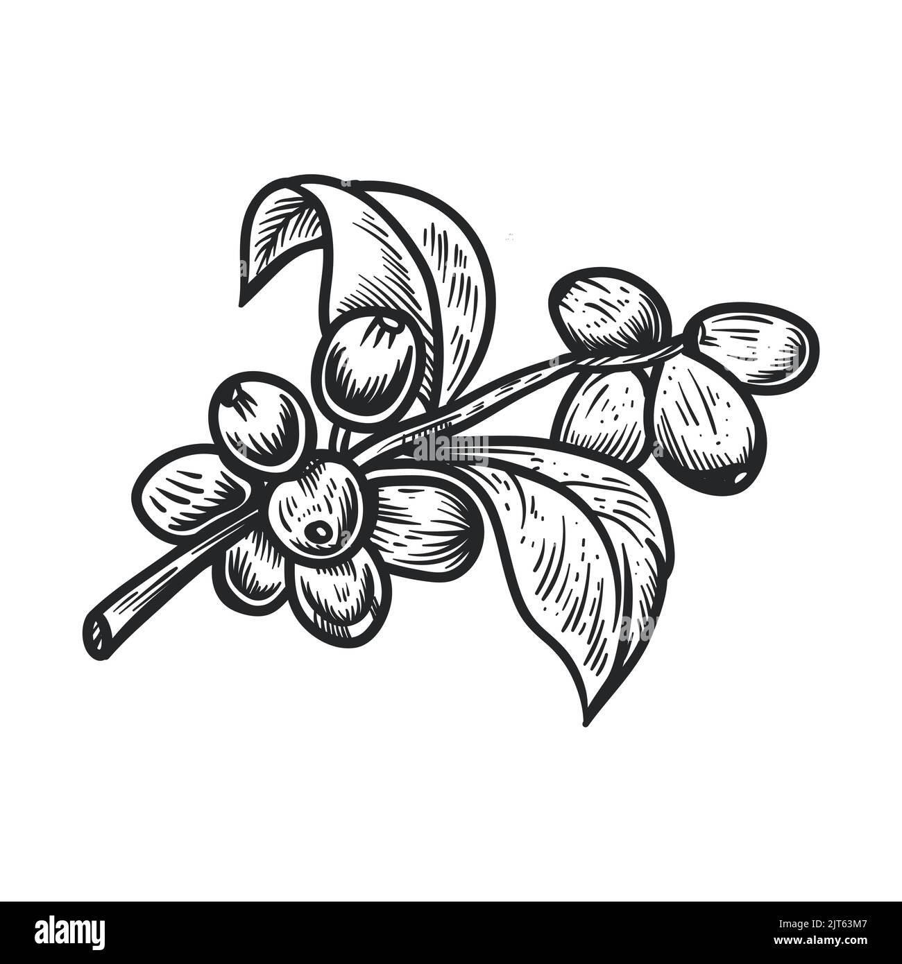 Branche de grains de café fruits - illustration vectorielle grains de café et feuilles de café Illustration de Vecteur