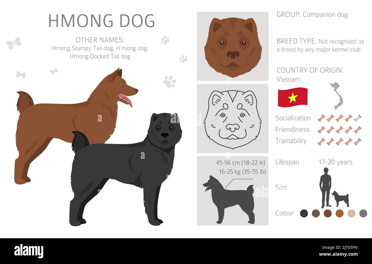 Hmong chien clipart. Différentes poses, ensemble de couleurs de pelage