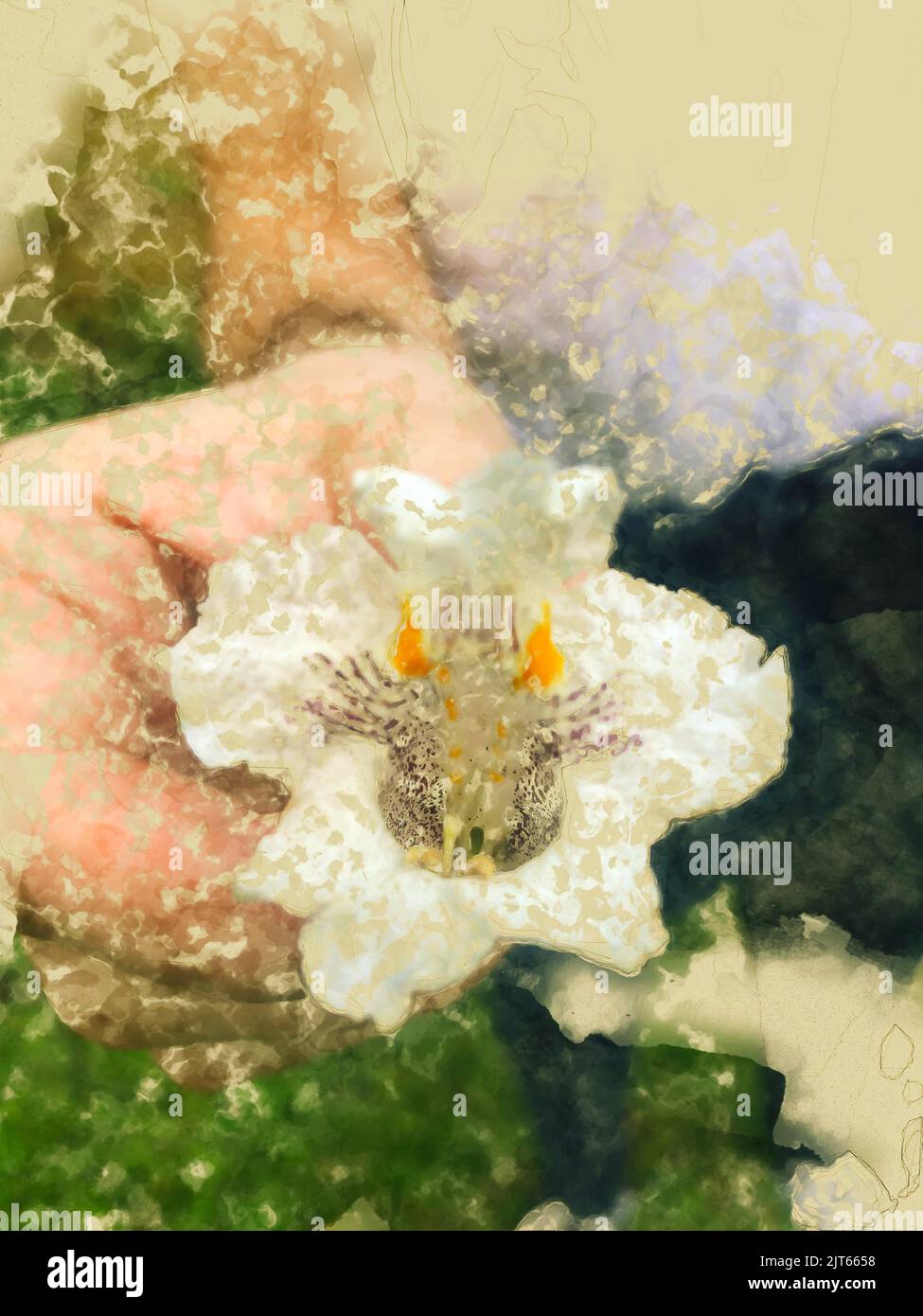 Aquarelle illustration romantique de la main d'une personne donnant une fleur blanche Illustration de Vecteur