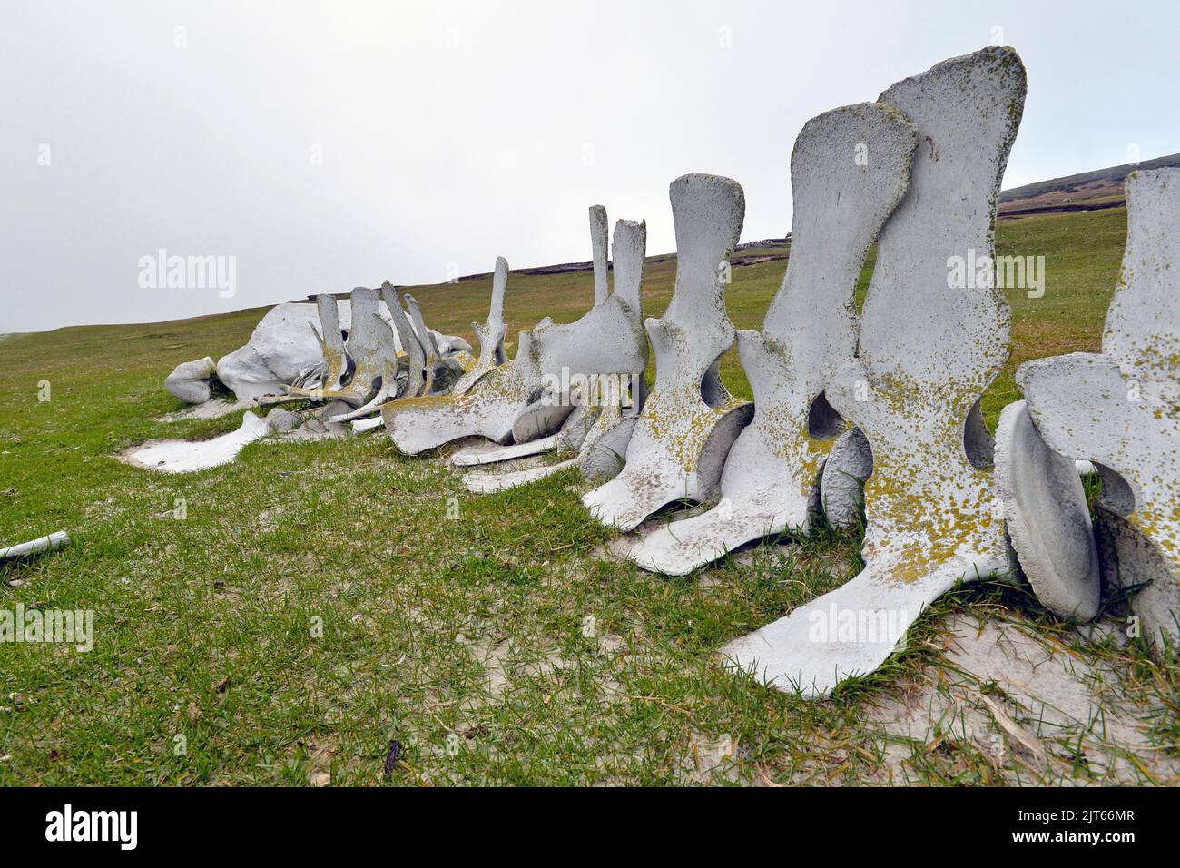 Squelette d'une baleine Sei (Balaenoptera borealis) sur la plage de l'île de Saunders, îles Falkland, Royaume-Uni, Amérique du Sud, Amérique Banque D'Images