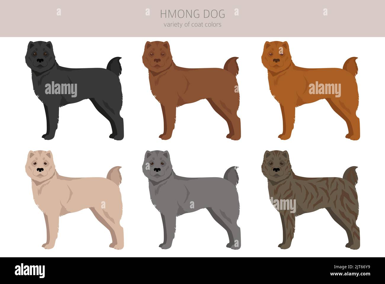 Hmong chien clipart. Différentes poses, ensemble de couleurs de pelage. Illustration vectorielle Illustration de Vecteur