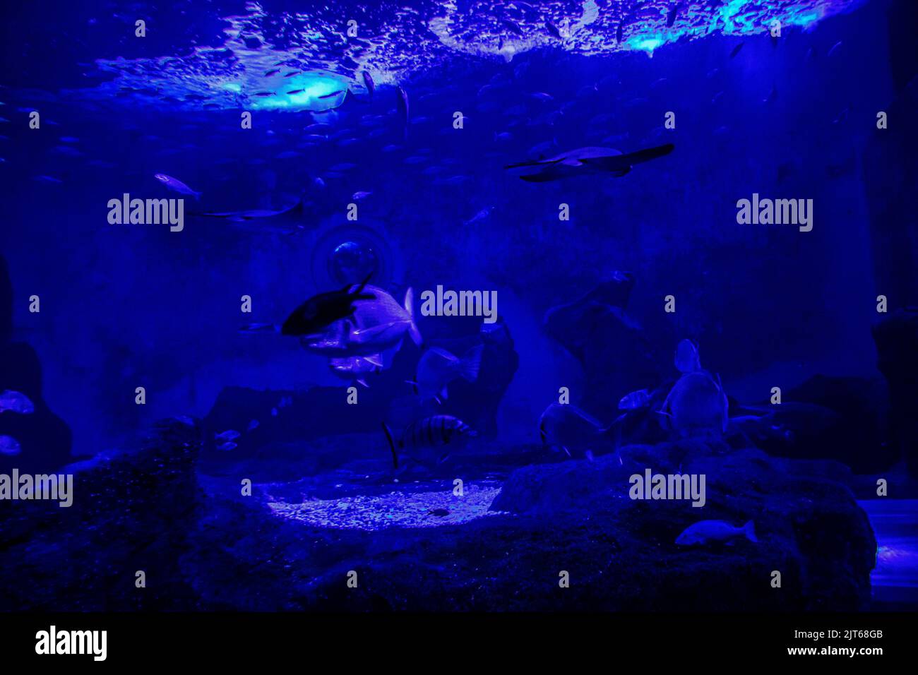 Code Promo Aquarium La Rochelle Aout 2022