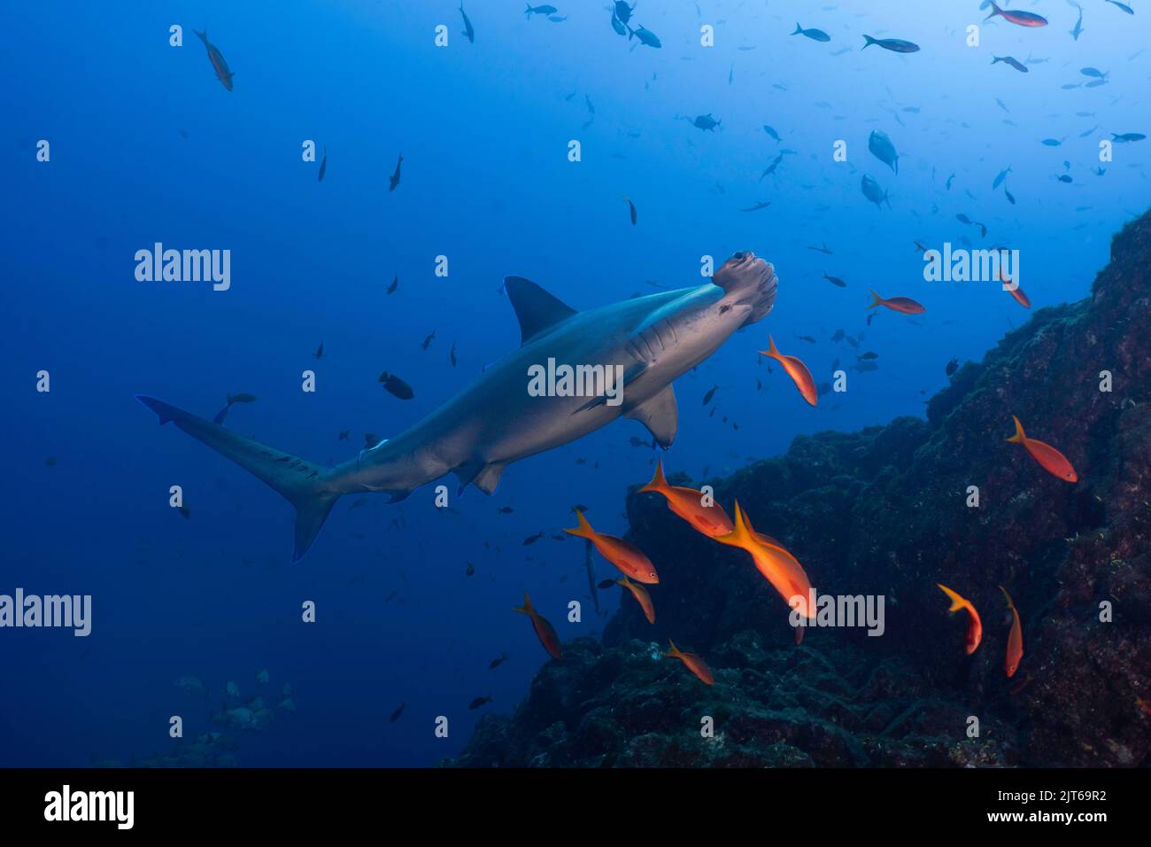 Un requin-marteau (Sphryna lewinii) nageant près d'une montagne sous-marine Banque D'Images