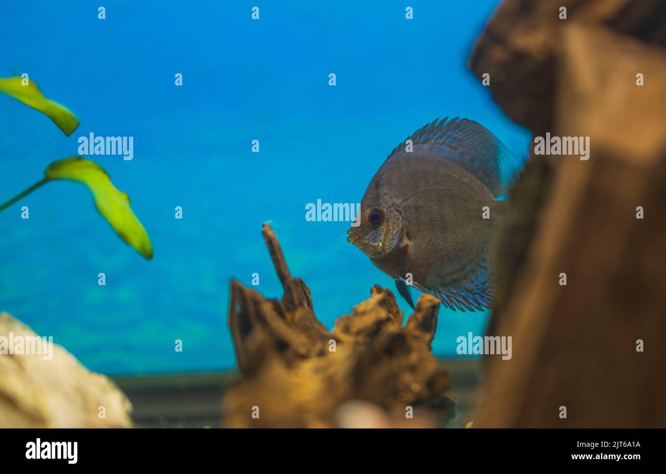 Vue rapprochée du poisson à motif peau de serpent bleu cichlid nageant dans l'aquarium. Poissons tropicaux. Concept de passe-temps. Suède. Banque D'Images