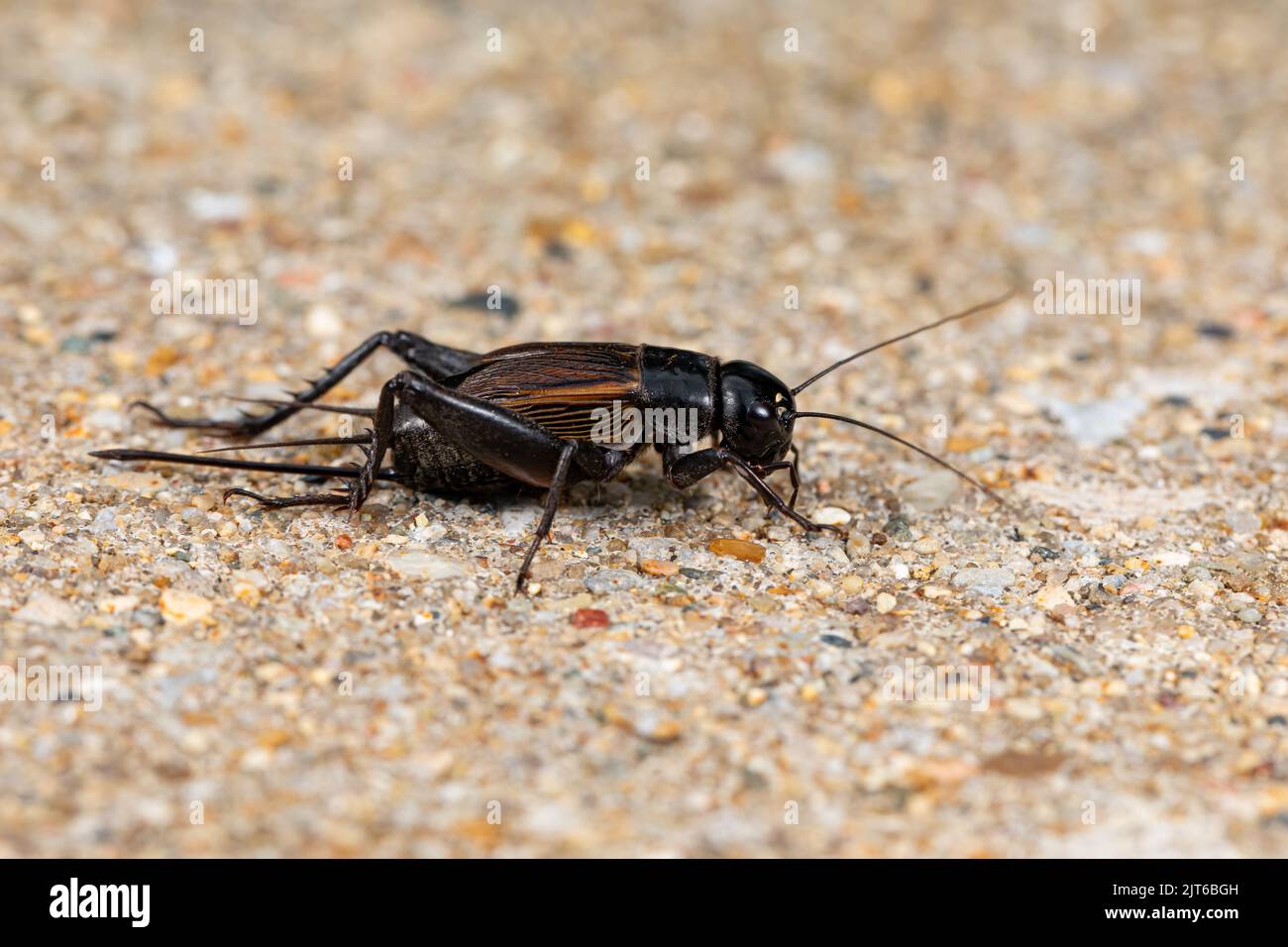 Gros plan sur Field Cricket. Concept de lutte antiparasitaire, de conservation des insectes et de la nature. Banque D'Images