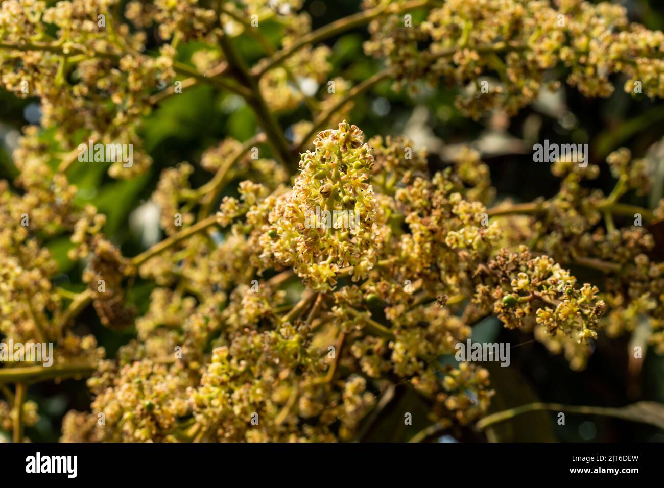 Les bourgeons de mangue fleurissent presque chaque année. Les bourgeons de mangue dans la mangue éclatante de printemps répandent l'arôme. Banque D'Images