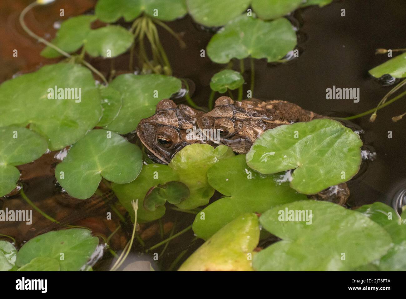 Deux crapauds s'accouplant dans un étang de jardin. Banque D'Images