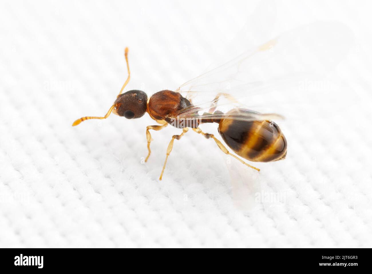 Une femelle Temnothorax curvispinosus a mangé dans le processus de se débarrasser de ses ailes, ostensiblement pour devenir une reine et de commencer une nouvelle colonie. Banque D'Images