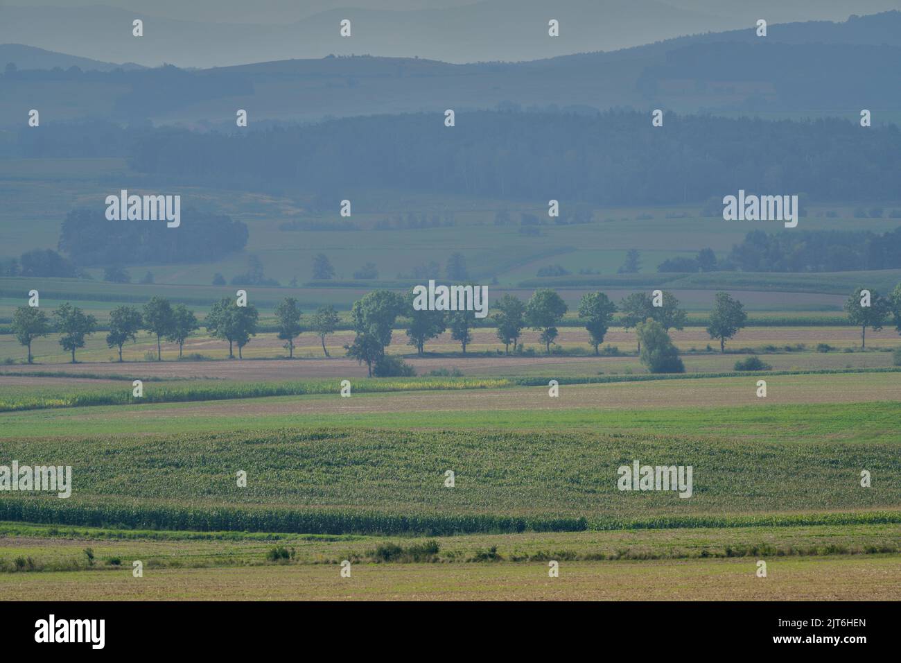 Mornig brumeux dans les champs Basse-Silésie Pologne Banque D'Images