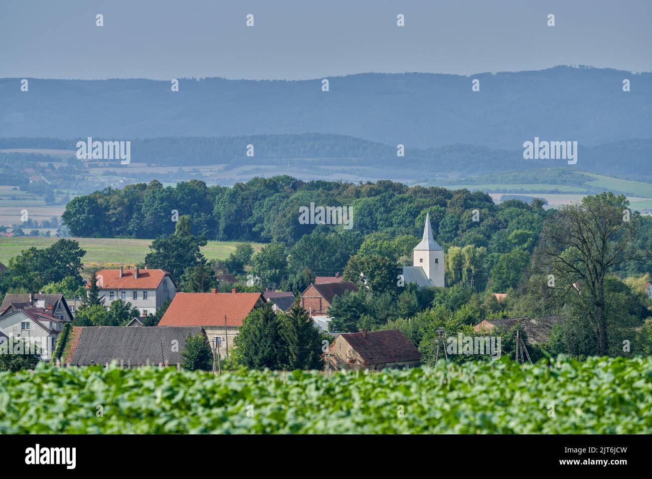 Mornig brumeux dans les champs Basse-Silésie Pologne Banque D'Images