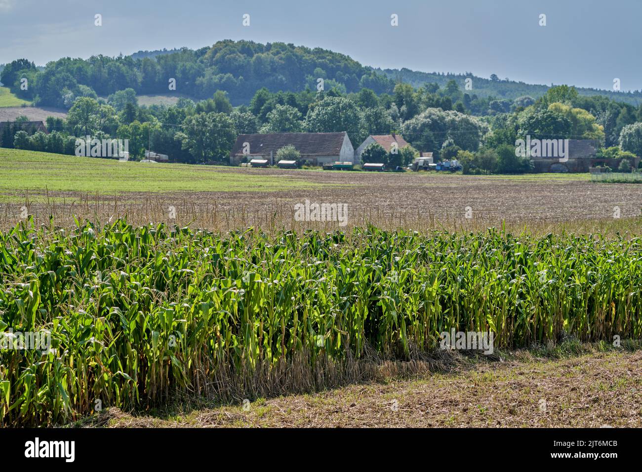 Mornig brumeux dans les champs Basse-Silésie Pologne Banque D'Images