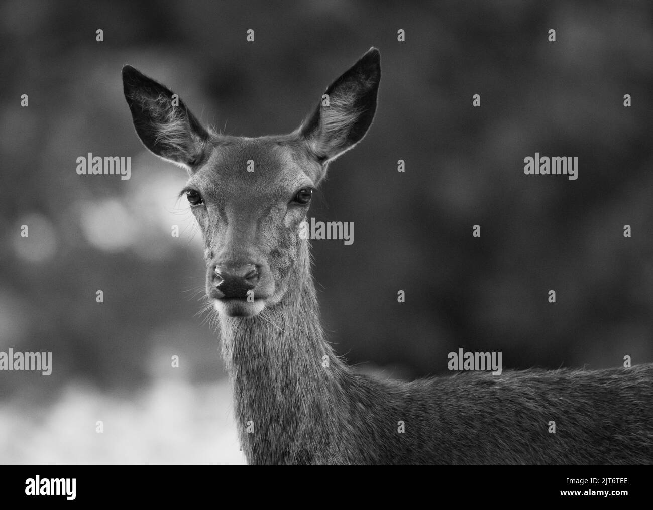 Femelle Red Deer noir et blanc Banque D'Images