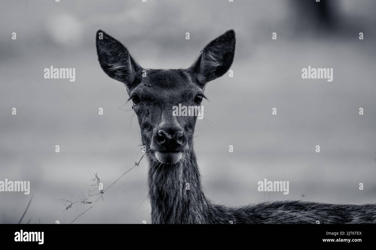 Femelle Red Deer face noir et blanc Banque D'Images