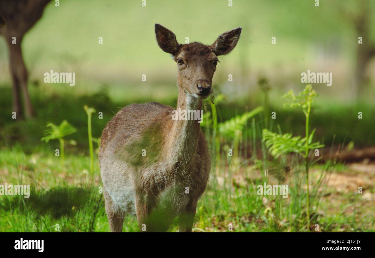 Red Deer oreilles piquées et alerte Banque D'Images