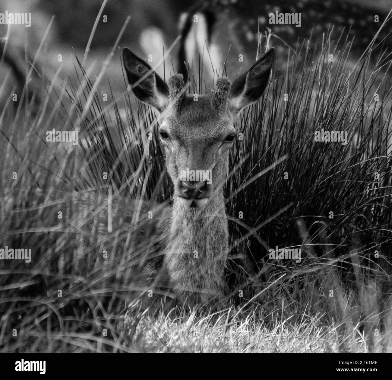 Red Deer dans l'herbe Noir et blanc Banque D'Images