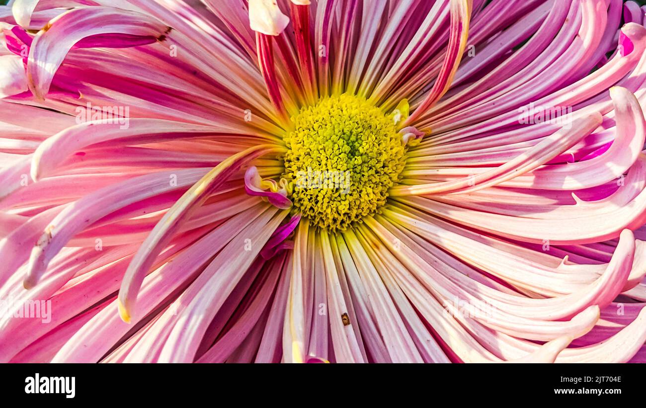 Gros plan d'une fleur de chrysanthème rose Banque D'Images