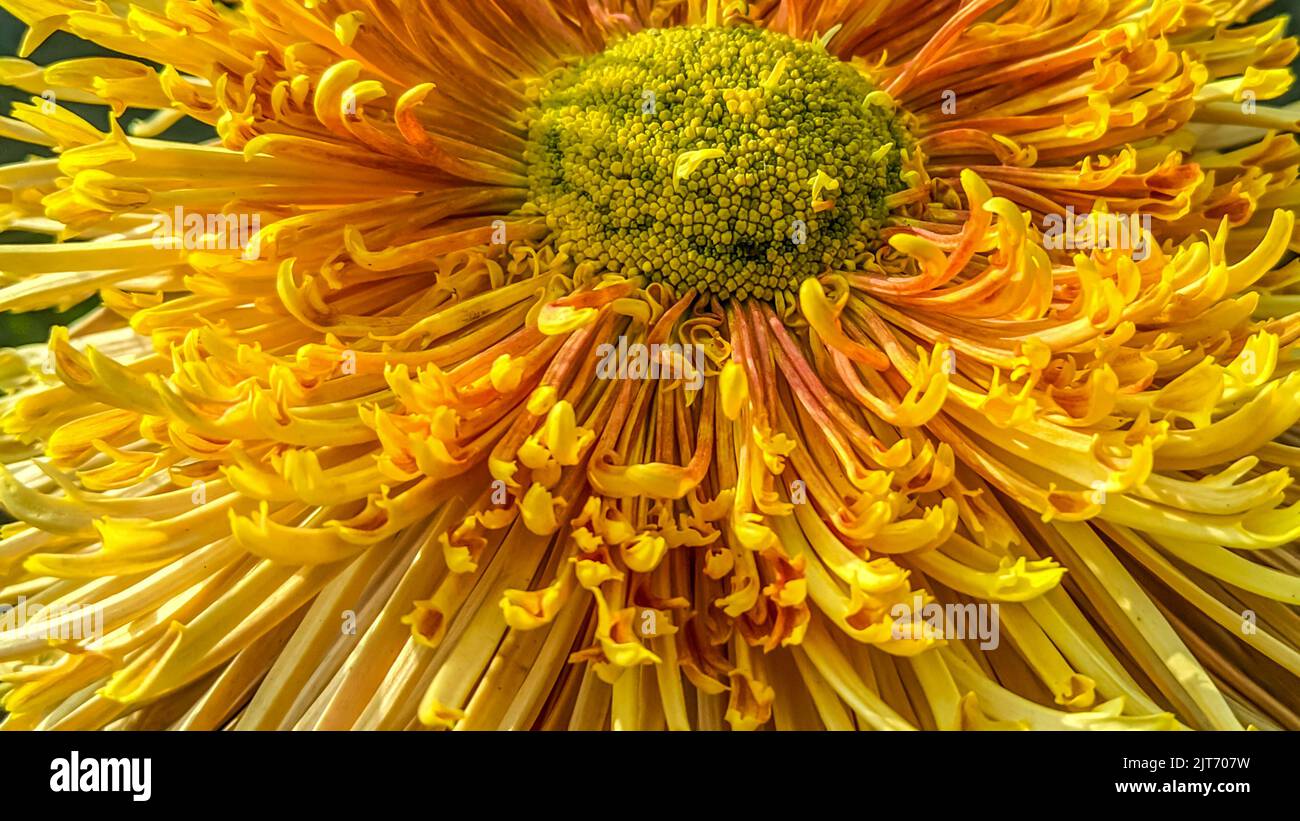 Gros plan d'une fleur de chrysanthème dorée Banque D'Images