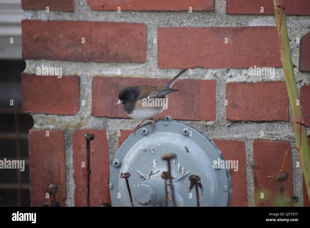 junco mâle aux yeux sombres perchée sur un compteur de gaz devant une cheminée, Beacon Hill, Seattle Banque D'Images