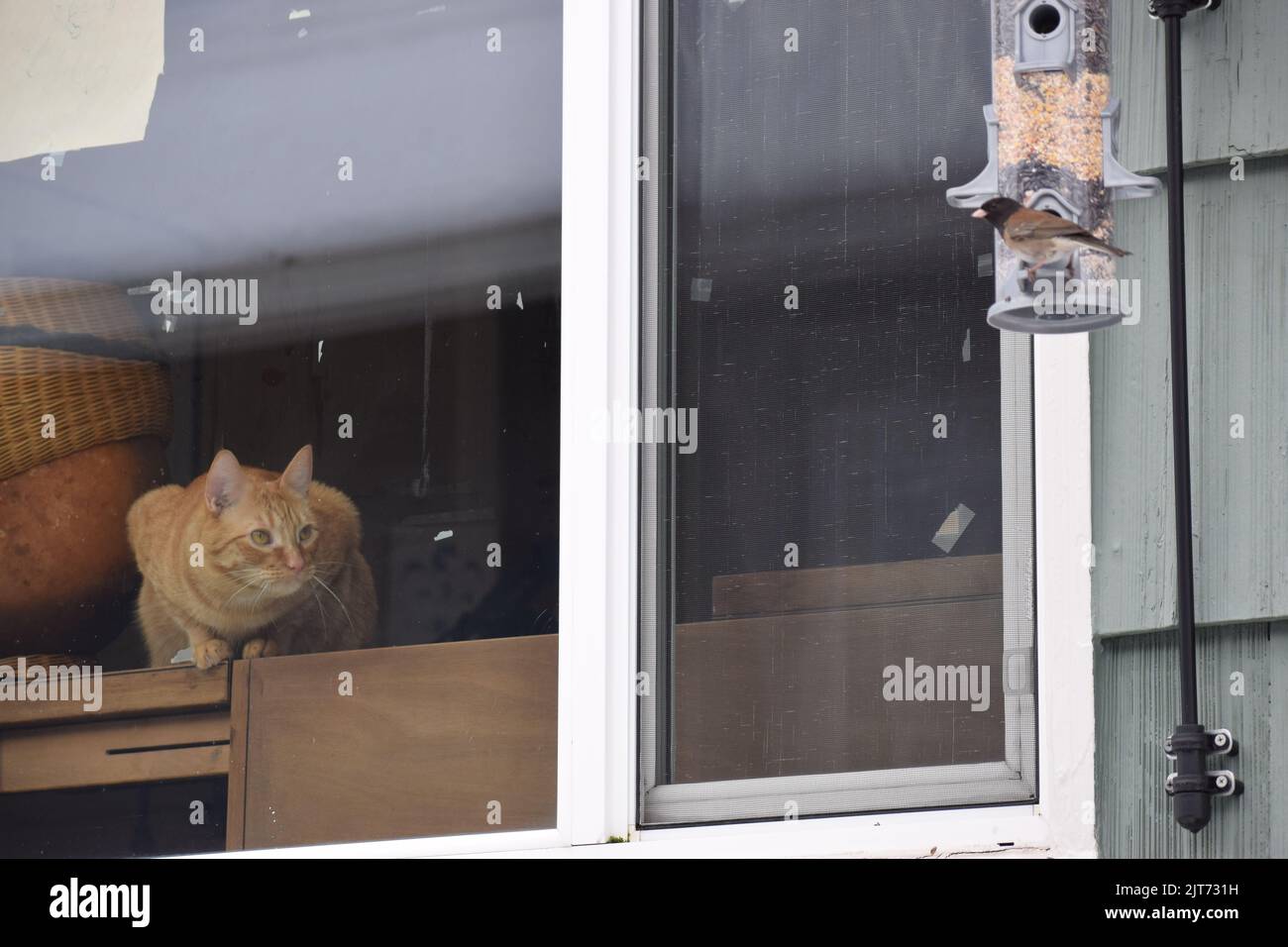 Faire du savon au chat en regardant junco, un mâle aux yeux sombres, à Feeder, Beacon Hill, Seattle Banque D'Images