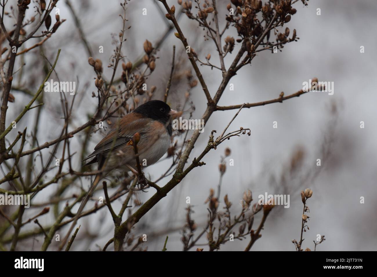 junco mâle aux yeux sombres perchée sur une hortensia bourgeonnante, Beacon Hill, Seattle Banque D'Images