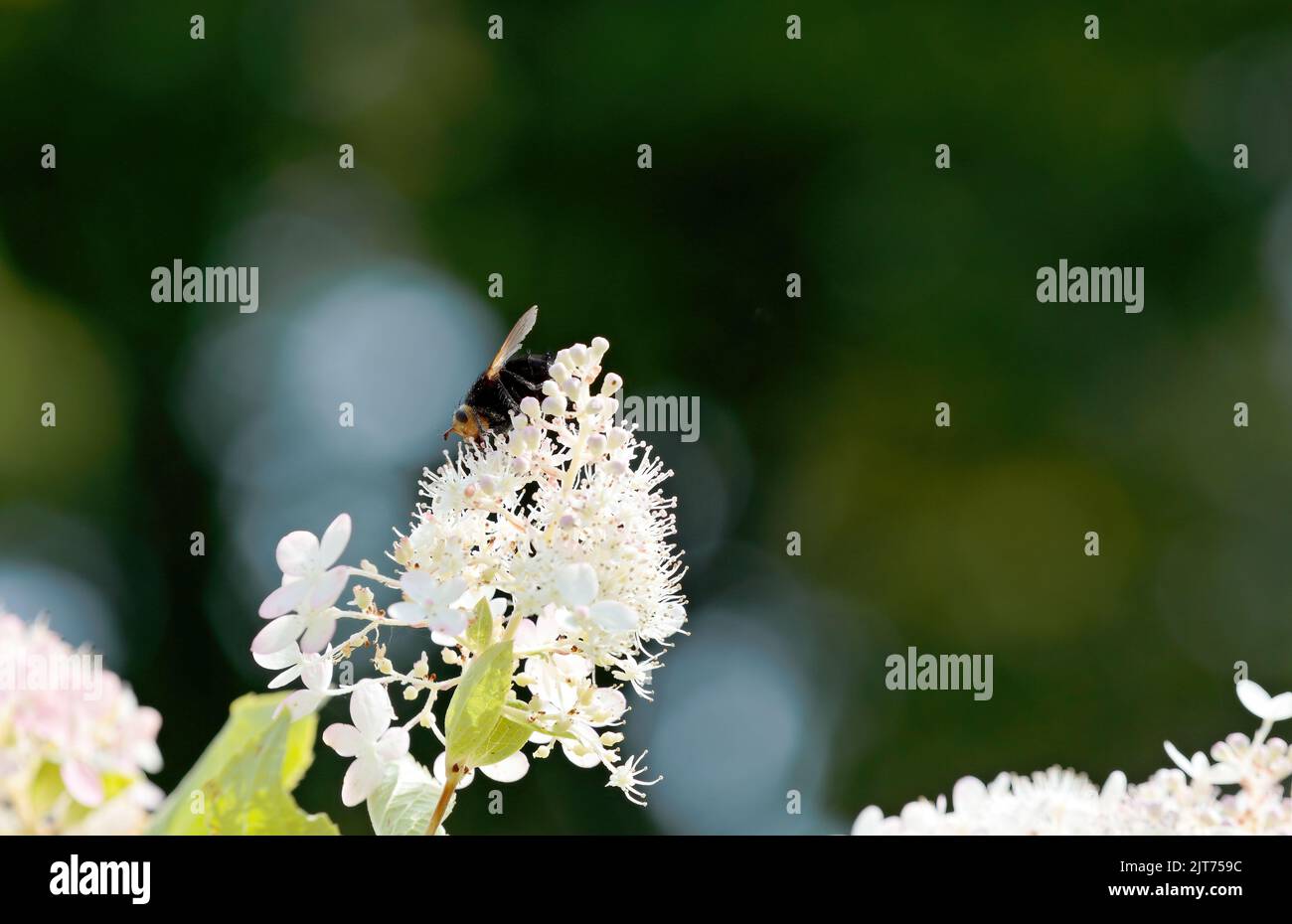 Grande mouche noire avec une tête jaune se nourrissant sur la fleur d'hortensia Banque D'Images