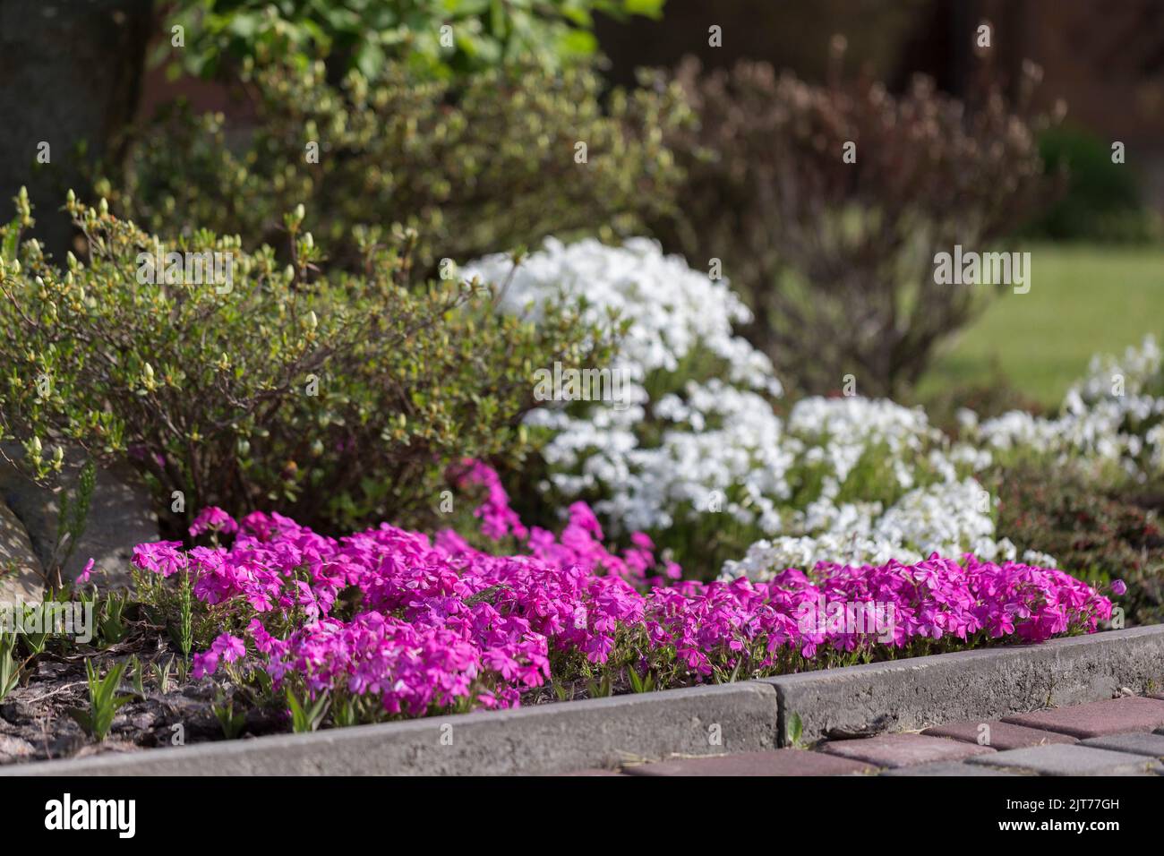 Phlox (Phlox susubulata) ou phlox de mousse couvre-sol fleuri plante sur le parterre alpine. Un exemple d'utilisation de phlox rampant dans l'aménagement paysager. Banque D'Images