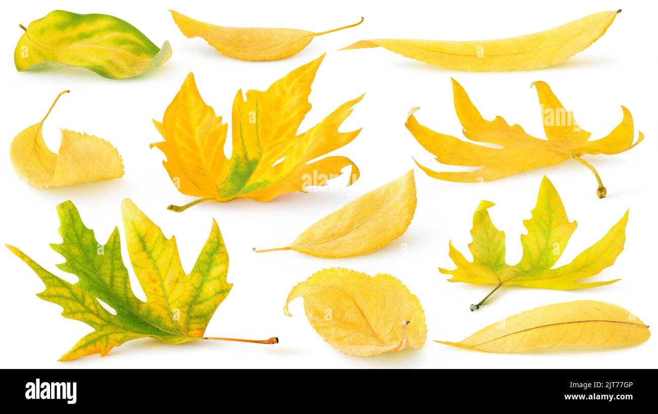 Isolé des feuilles d'automne tombées. Collection de feuilles d'arbre jaunes sur le sol isolées sur fond blanc Banque D'Images